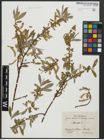 Foto von Salix alba L.